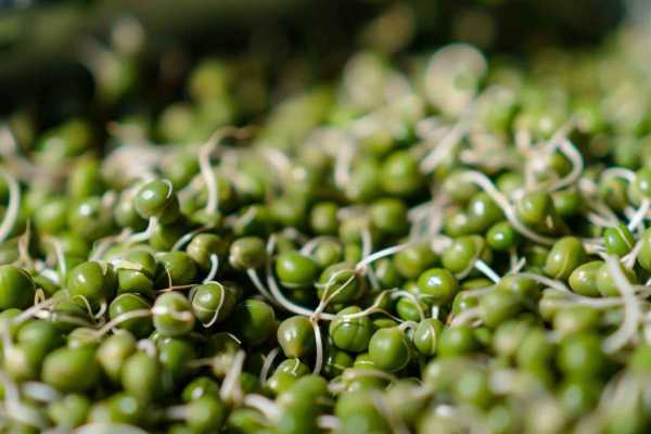 Крупа маш: польза и вред для организма Крупа маш: польза и вред для организма