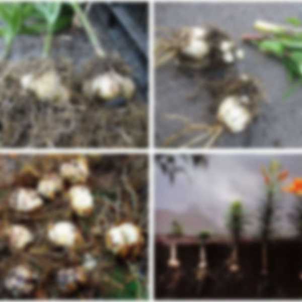 Когда выкапывать лилии после цветения и когда сажать Когда выкапывать лилии после цветения и когда сажать