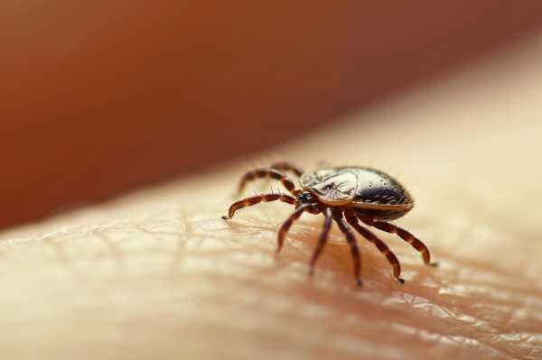 Удаление клеща дома: что нужно знать и как правильно действовать Удаление клеща дома: что нужно знать и как правильно действовать