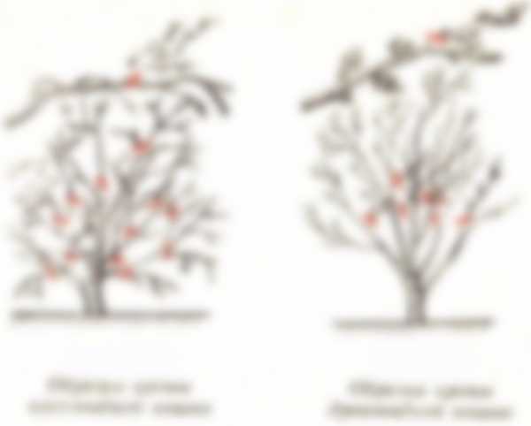 Весенняя обрезка деревьев для начинающих в картинках Весенняя обрезка деревьев для начинающих в картинках