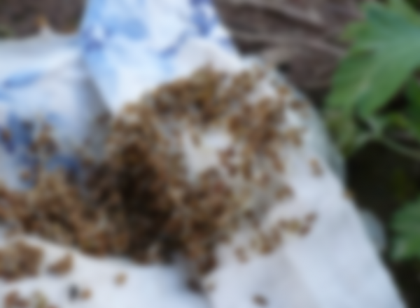 Как сажать морковь в открытый грунт семенами Как сажать морковь в открытый грунт семенами