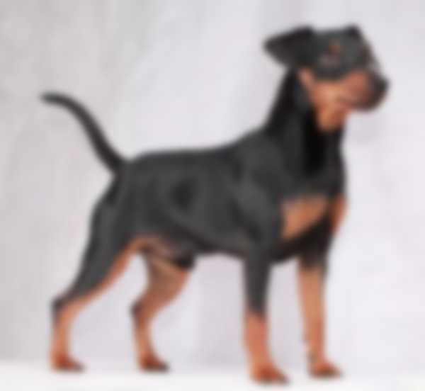 Описание породы собак карликовый пинчер с фото Описание породы собак карликовый пинчер с фото