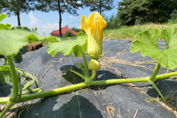 Как избавиться от сорняков на участке Как избавиться от сорняков на участке