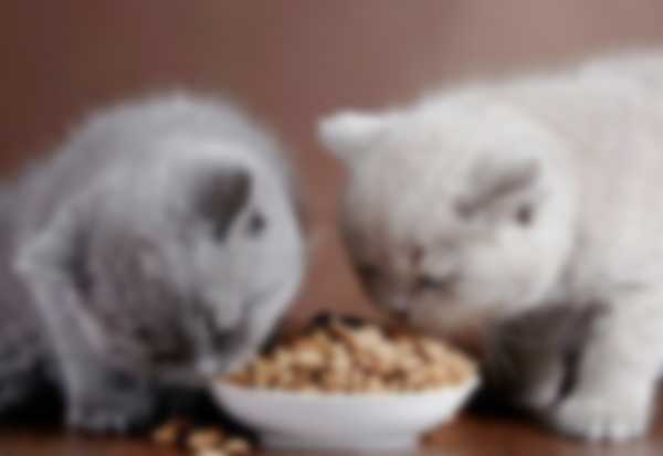 Рейтинг самых лучших кормов для котят в 2022 году Рейтинг самых лучших кормов для котят в 2022 году