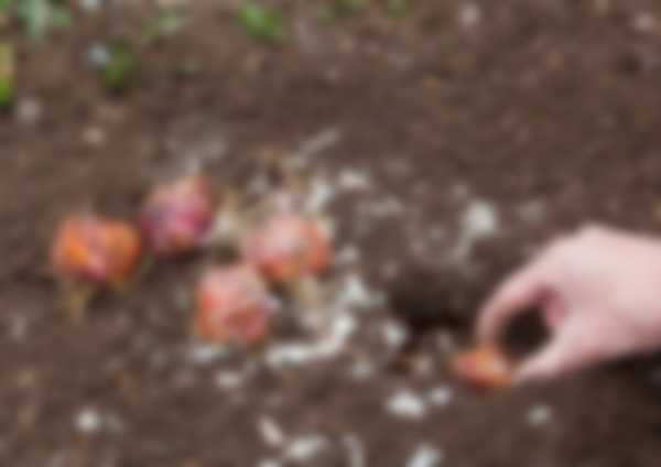 Когда выкапывать лилии после цветения и когда сажать Когда выкапывать лилии после цветения и когда сажать