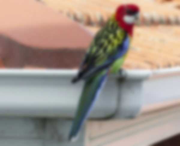 Попугаи Розелла — уход в домашних условиях и разновидности Попугаи Розелла — уход в домашних условиях и разновидности