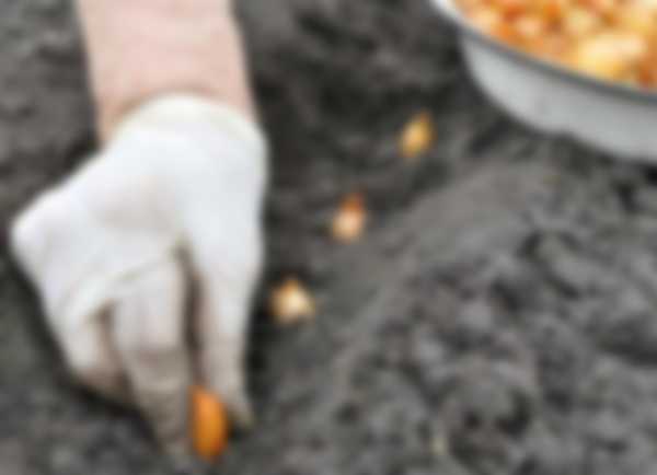 Когда сажать лук-севок в 2023 году Когда сажать лук-севок в 2023 году