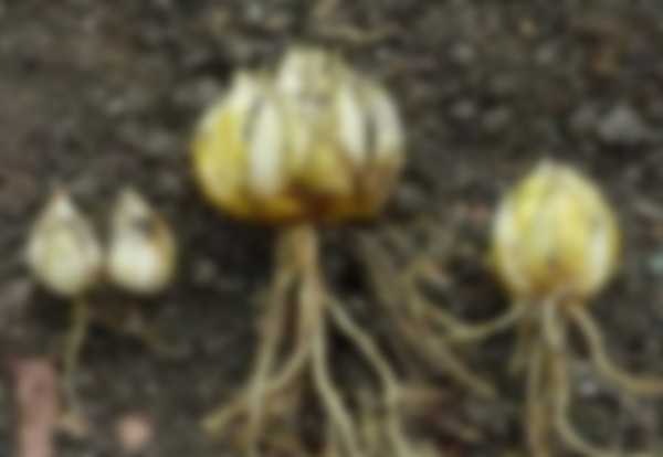 Когда выкапывать лилии после цветения и когда сажать Когда выкапывать лилии после цветения и когда сажать