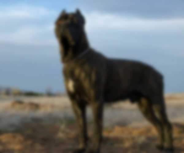 Особенности породы собак кане-корсо и описание фото Особенности породы собак кане-корсо и описание фото
