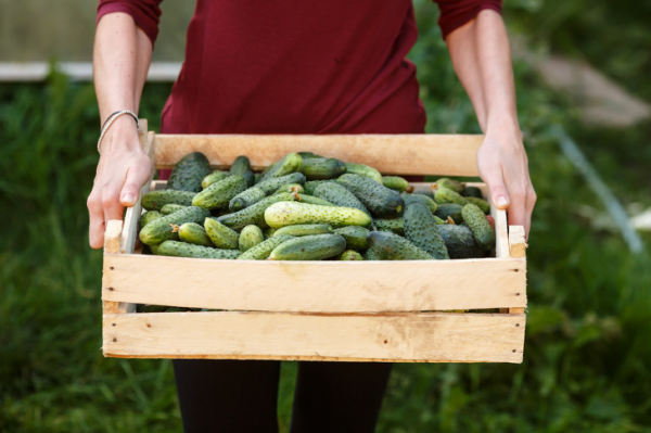 10 полезных продуктов, которые очистят организм естественным образом