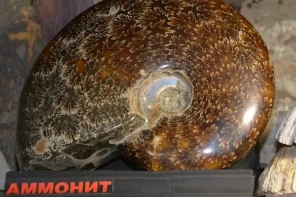 Зуб мегалодона и клык древнего льва: Россиянин собрал дома коллекцию окаменелостей возрастом до 3,5 млрд лет Зуб мегалодона и клык древнего льва: Россиянин собрал дома коллекцию окаменелостей возрастом до 3,5 млрд лет