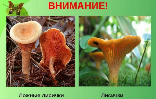 Памятка, которая поможет отличить смертельно опасные ложные грибы от съедобных Памятка, которая поможет отличить смертельно опасные ложные грибы от съедобных