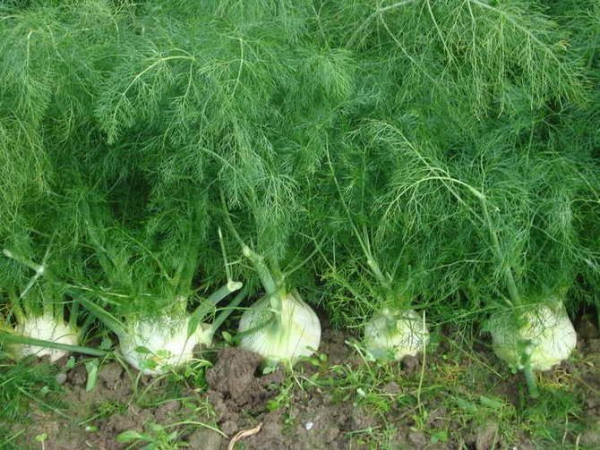 8 мощных специй-детоксикаторов, которые помогут очистить организм 8 мощных специй-детоксикаторов, которые помогут очистить организм