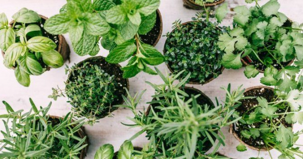 8 мощных специй-детоксикаторов, которые помогут очистить организм 8 мощных специй-детоксикаторов, которые помогут очистить организм