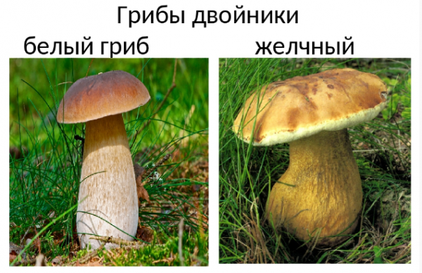 Памятка, которая поможет отличить смертельно опасные ложные грибы от съедобных Памятка, которая поможет отличить смертельно опасные ложные грибы от съедобных