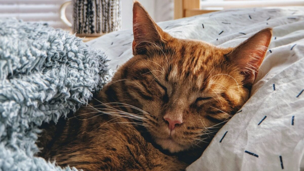 Как правильно выбрать подушку для сна — я избавилась от хронической усталости и головной боли