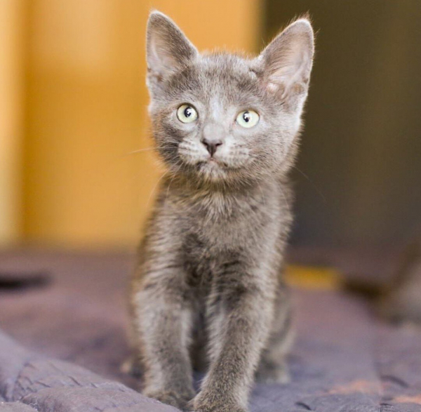 Лечим лишай в домашних условиях