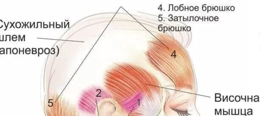 Сдвигаем кожу головы: упражнение от усталости, напряжения, а также улучшения роста волос и молодости лица Сдвигаем кожу головы: упражнение от усталости, напряжения, а также улучшения роста волос и молодости лица