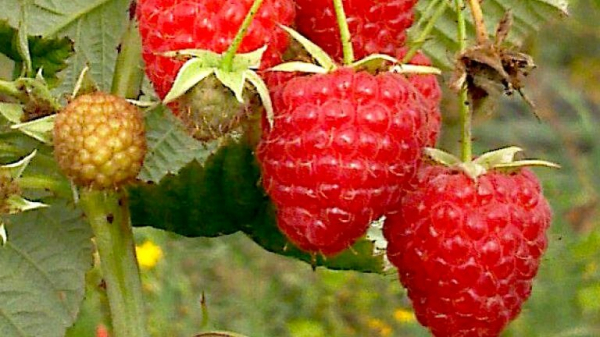 Сборщик трав поделился, какие ягоды никогда не добавляет в чай: могут навредить. Забирайте полезную информацию Сборщик трав поделился, какие ягоды никогда не добавляет в чай: могут навредить. Забирайте полезную информацию