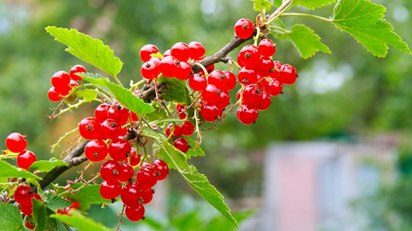 Сборщик трав поделился, какие ягоды никогда не добавляет в чай: могут навредить. Забирайте полезную информацию Сборщик трав поделился, какие ягоды никогда не добавляет в чай: могут навредить. Забирайте полезную информацию