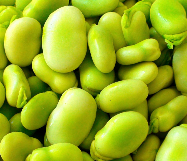 «За» и «против» употребления бобовых: чем опасны бобы и чечевица «За» и «против» употребления бобовых: чем опасны бобы и чечевица