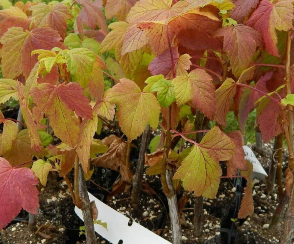 Какие удобрения лучше всего подходят для подкормки малины в сентябре