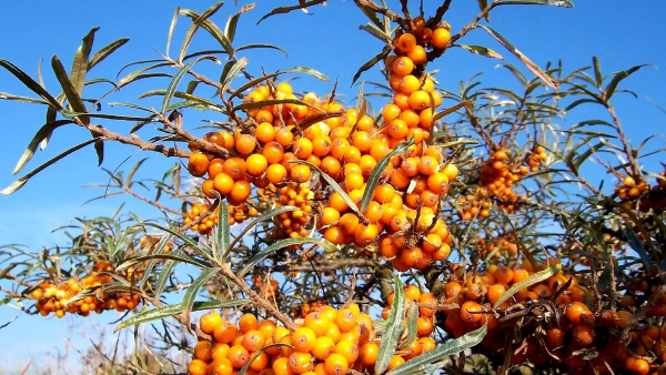 Сборщик трав поделился, какие ягоды никогда не добавляет в чай: могут навредить. Забирайте полезную информацию Сборщик трав поделился, какие ягоды никогда не добавляет в чай: могут навредить. Забирайте полезную информацию