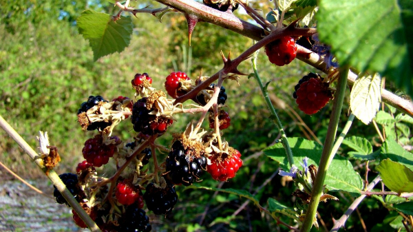 Сборщик трав поделился, какие ягоды никогда не добавляет в чай: могут навредить. Забирайте полезную информацию Сборщик трав поделился, какие ягоды никогда не добавляет в чай: могут навредить. Забирайте полезную информацию