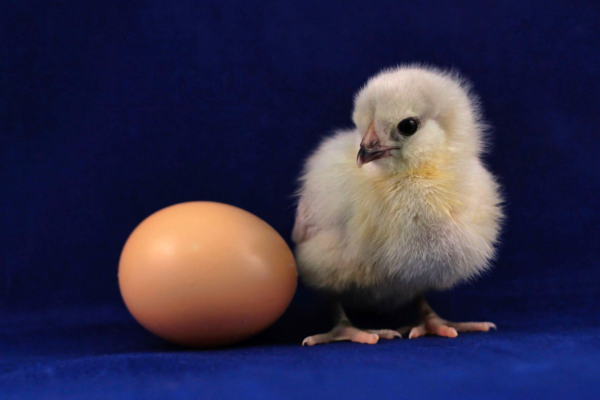 Что будет, если съедать три яйца в день? Что будет, если съедать три яйца в день?