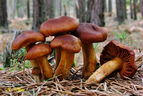 Самые опасные грибы России: что нельзя собирать и почему Самые опасные грибы России: что нельзя собирать и почему