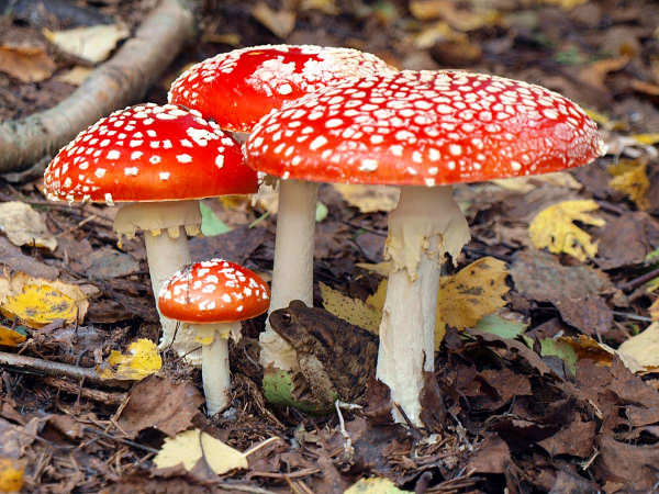 Самые опасные грибы России: что нельзя собирать и почему Самые опасные грибы России: что нельзя собирать и почему