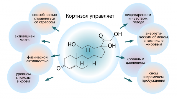 Гормональный лишний вес — как это работает? Гормональный лишний вес — как это работает?
