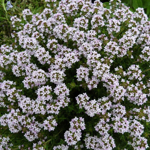 Травы от кашля доступные всем