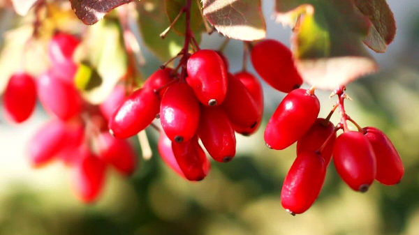 Сборщик трав поделился, какие ягоды никогда не добавляет в чай: могут навредить. Забирайте полезную информацию Сборщик трав поделился, какие ягоды никогда не добавляет в чай: могут навредить. Забирайте полезную информацию