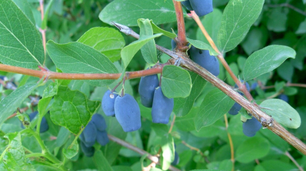 Сборщик трав поделился, какие ягоды никогда не добавляет в чай: могут навредить. Забирайте полезную информацию Сборщик трав поделился, какие ягоды никогда не добавляет в чай: могут навредить. Забирайте полезную информацию