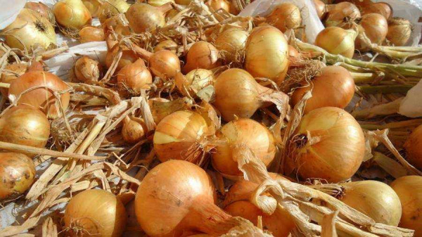 Секреты долговременного хранения лука: от сбора до зимнего стола Секреты долговременного хранения лука: от сбора до зимнего стола