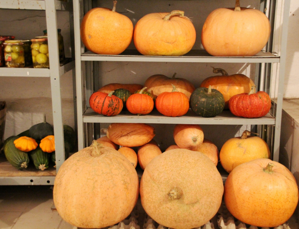 Как долго хранится тыква, где ее лучше держать в домашних условиях Как долго хранится тыква, где ее лучше держать в домашних условиях