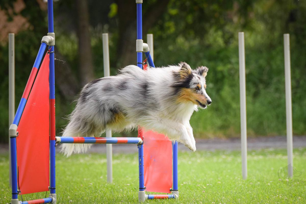 Собака в московской квартире: какое жилье выбрать и где гулять Собака в московской квартире: какое жилье выбрать и где гулять