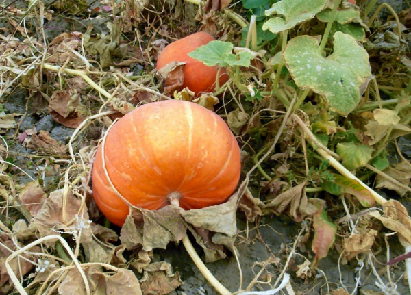 Как долго хранится тыква, где ее лучше держать в домашних условиях Как долго хранится тыква, где ее лучше держать в домашних условиях