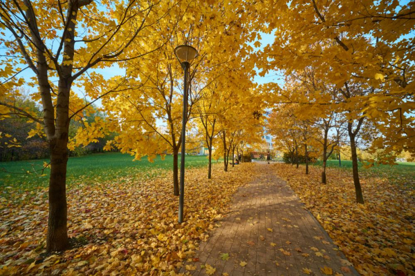 Московские парки — 2024: где создаются новые пространства для впечатлений Московские парки — 2024: где создаются новые пространства для впечатлений