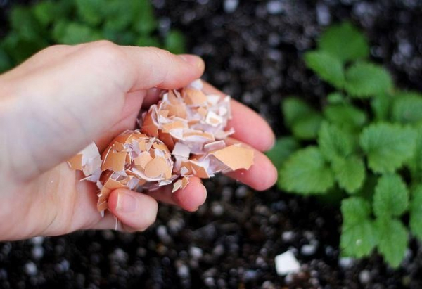 Здоровые и красивые: 7 лучших лайфхаков по уходу за домашними растениям