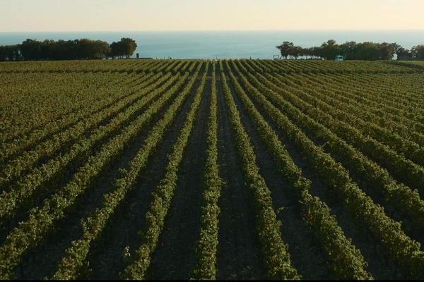 Как выглядят самые необычные винодельни России Как выглядят самые необычные винодельни России