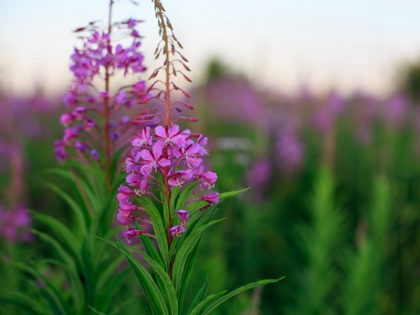 Какая польза иван-чая, как его правильно заваривать Какая польза иван-чая, как его правильно заваривать