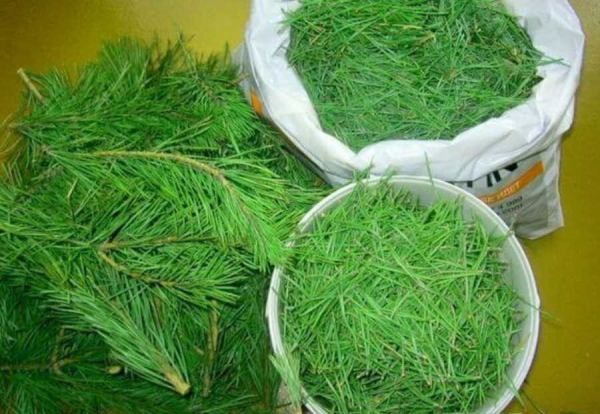 Несколько способов правильно распрощаться с лесной красавицей: куда деть елку после праздников