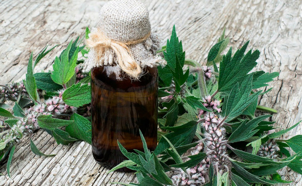 Зеленая аптека: какие 6 копеечных трав, которые заменят дорогие лекарства Зеленая аптека: какие 6 копеечных трав, которые заменят дорогие лекарства