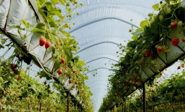 Ксения Сосункевич: какой бы ни был кризис, люди все равно будут покупать клубнику Ксения Сосункевич: какой бы ни был кризис, люди все равно будут покупать клубнику