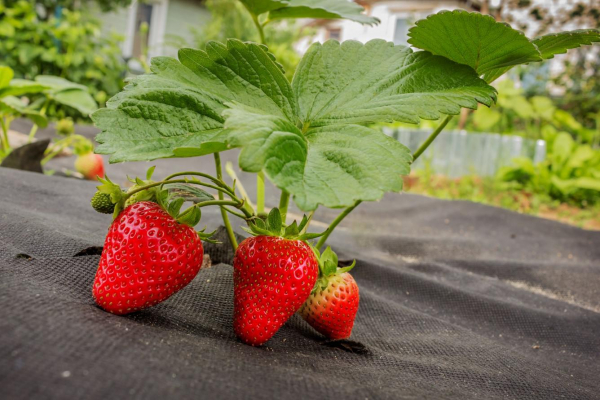 Что такое спанбонд, каким он бывает и для чего используется Что такое спанбонд, каким он бывает и для чего используется