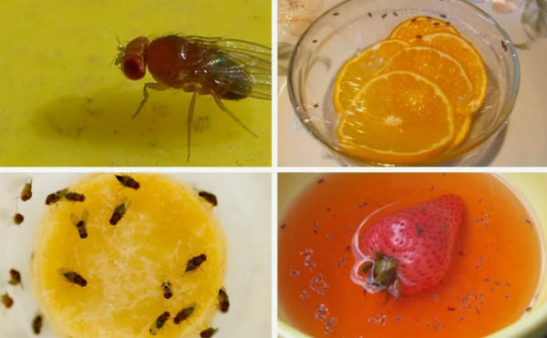 Проверенные методы, которые помогут быстро прогнать мух с кухни