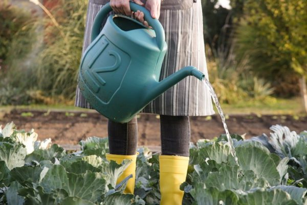5 хитростей, как поливать сад и огород, расходуя в 2 раза меньше воды