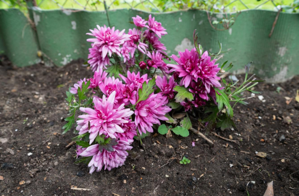 Заборчик для клумбы своими руками: 10 идей Заборчик для клумбы своими руками: 10 идей